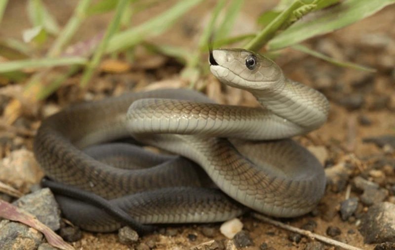 Ученые обнаружили антитело, нейтрализующее самый смертельный токсин змей