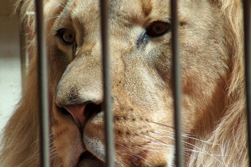 В Саратове аозбуждено уголовное дело по поводу нападения льва на школьницу