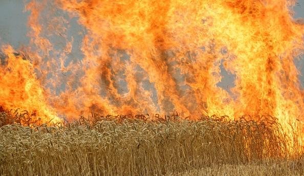 ВОЛГОГРАД. Волгоградский фермер пытается взыскать с энергетиков около 29 млн рублей за сгоревший в поле урожай