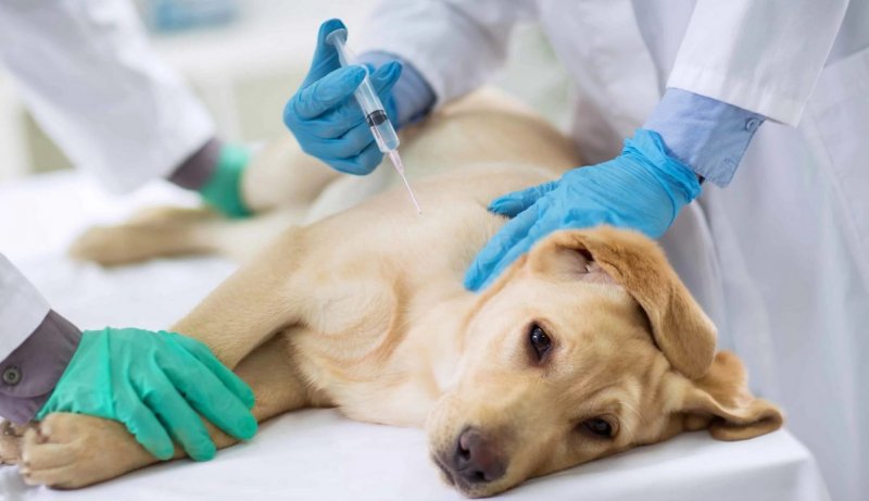 Роль ветеринарной медицины в эвтаназии: процедуры, подходы и этические стандарты