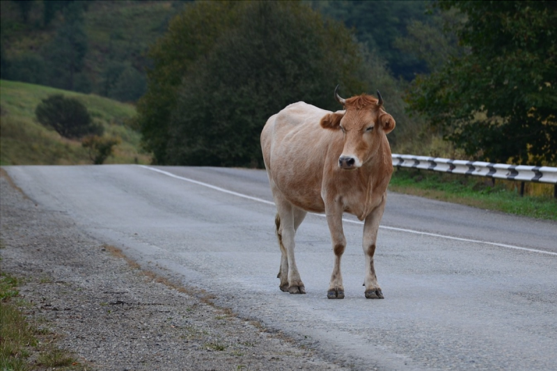 АДЫГЕЯ. В Адыгее увеличили штрафы за бесконтрольный выпас скота у дорог