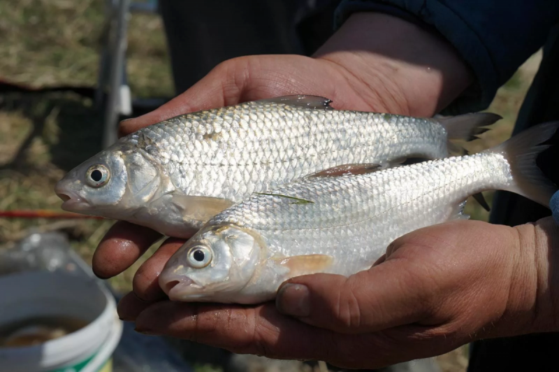 АСТРАХАНЬ. Астраханские власти разъяснили новые правила рыбалки