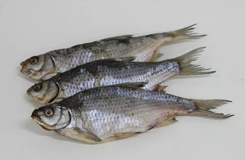 АСТРАХАНЬ. В Астраханской области в местных реках появилась популярная рыба