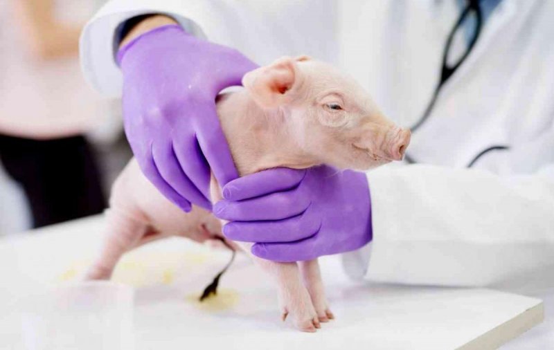 Домашние свинки стали первыми «пациентами» новой разработки учёных