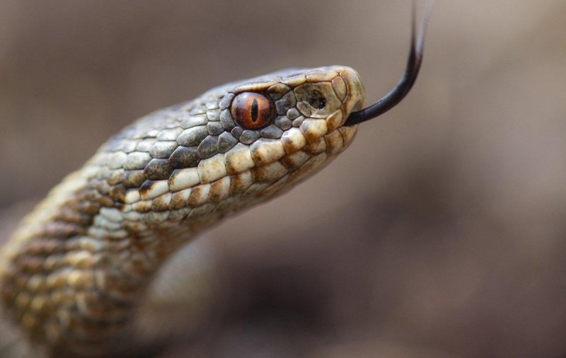 Эксперты дали советы, что делать, если укусила змея