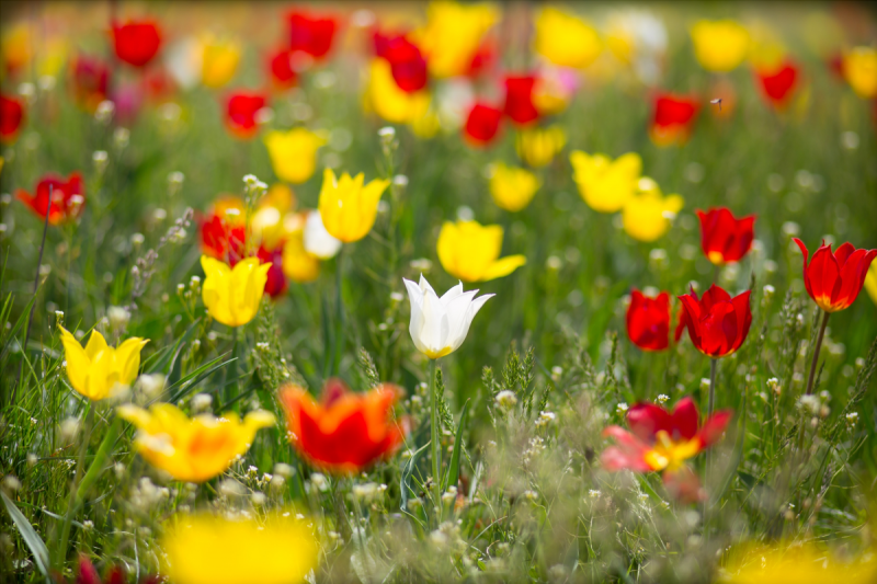 КАЛМЫКИЯ. В Калмыкии с 12 апреля можно будет прогуляться по экомаршруту «Тюльпаны Маныча»