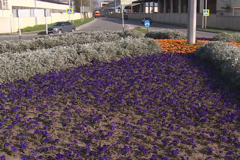 КБР. Более 300 тысяч цветов расцветут на клумбах Нальчика этой весной