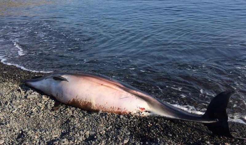 КРАСНОДАР. Эколог Баташев рассказал, что приводит к массовой гибели дельфинов в Анапе