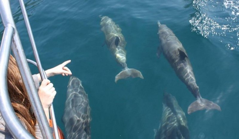 КРАСНОДАР. Эксперт Белей рассказала, какие опасности несут дельфинам прогулочные катера на сочинском побережье