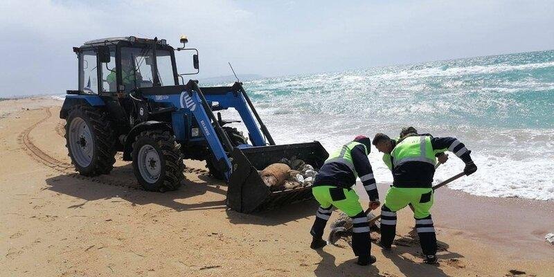 КРАСНОДАР. В Анапе провели санитарную уборку пляжа, где были найдены десятки мертвых дельфинов