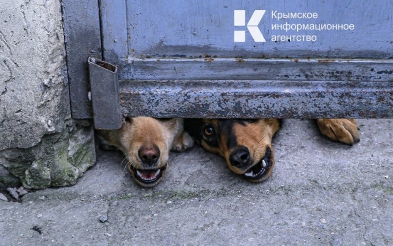 КРЫМ. В Крыму  выявлено два случая бешенства среди домашних животных