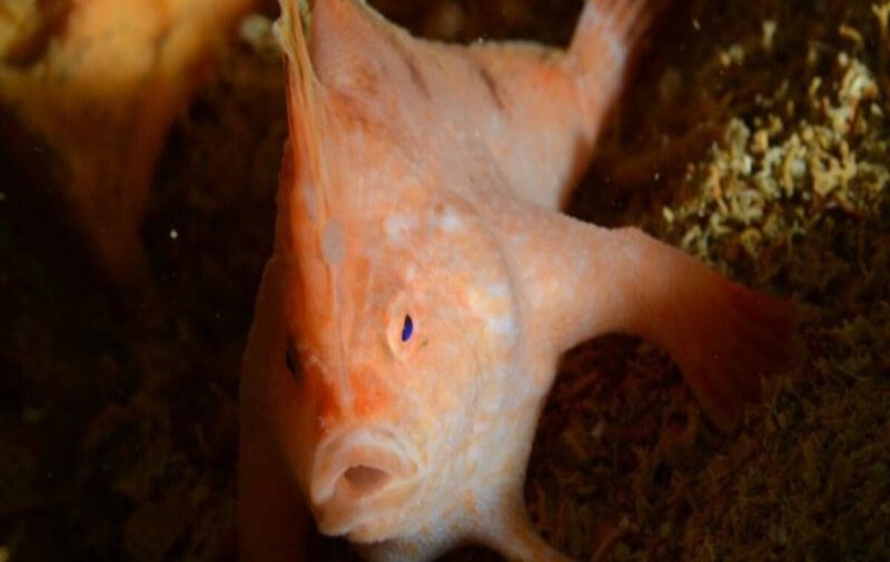 Обнаружена крайне редкая рыба с руками