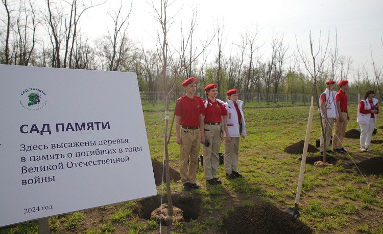 РОСТОВ. В  области высадили более 16 тысяч деревьев