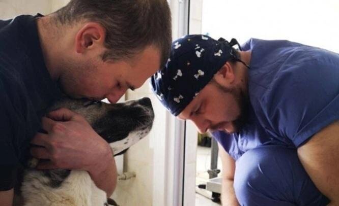 С. ОСЕТИЯ. Новосибирские ветврачи в течение трех дней будут бесплатно стерилизовать собак во Владикавказе