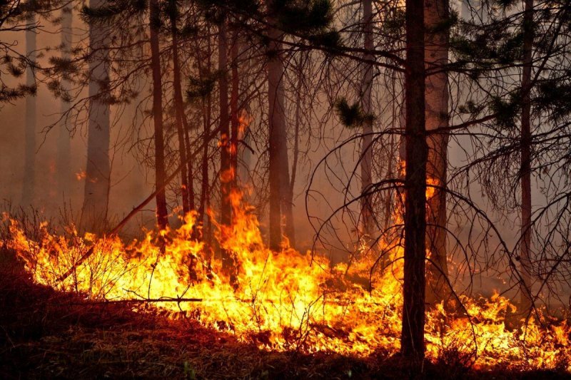 СТАВРОПОЛЬЕ. Ставрополье планирует закупить дроны, чтобы бороться с природными пожарами