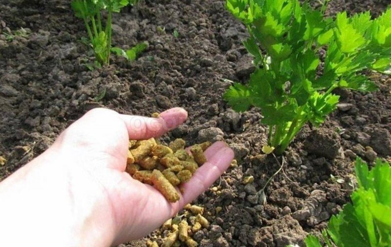 Вкусовые качества растений зависят от микробов в почве