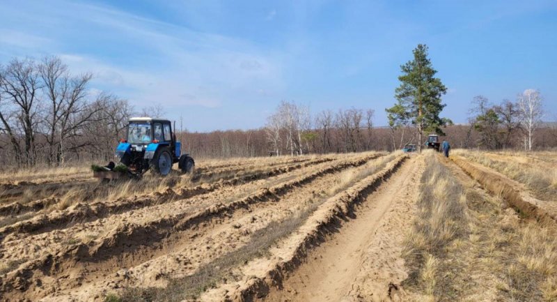 ВОЛГОГРАД. В течение месяца специалисты лесфонда Волгоградской области планируют высадить более 6 млн сеянцев и саженцев деревьев