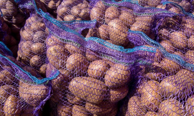 ВОЛГОГРАД. Волгоградские аграрии намерены сохранить высокие темпы производства картофеля