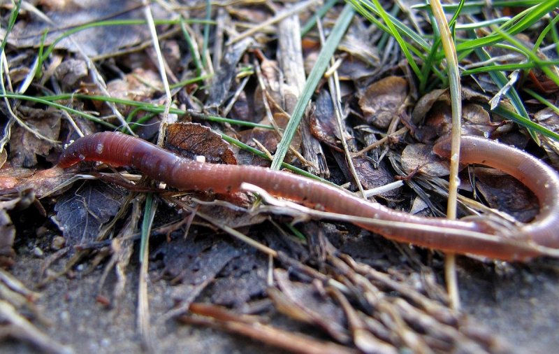 Дождевые черви могут помочь обнаружить присутствие антибиотиков в почве