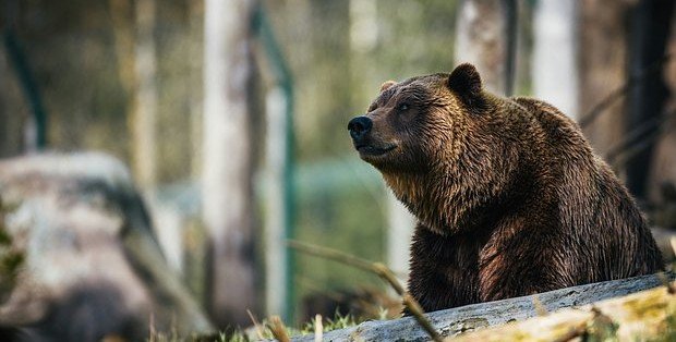 Японский каратист отбился сразу от двух бурых медведей