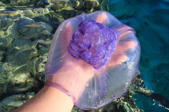 Эксперт объяснила, почему медузы жалят и как избегать встречи с неприятными морскими обитателями