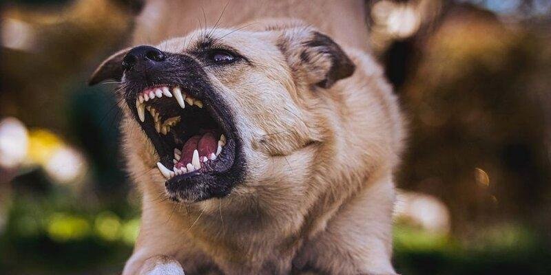 КРАСНОДАР. На Кубани собака напала на школьницу и откусила ей нос, губы и щеки