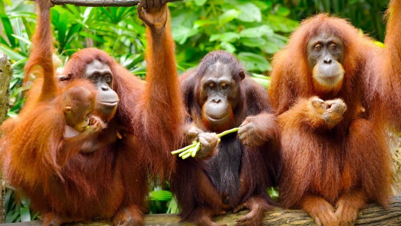 Малайзия намерена раздарить странам-партнерам ... орангутанов