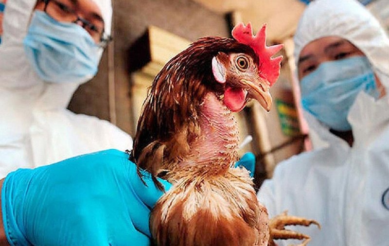 Минсельхоз США заявил, что люди не могут заразиться птичьим гриппом через молоко