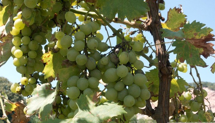 Почти в 1,5 раза больше винограда соберут на Ставрополье
