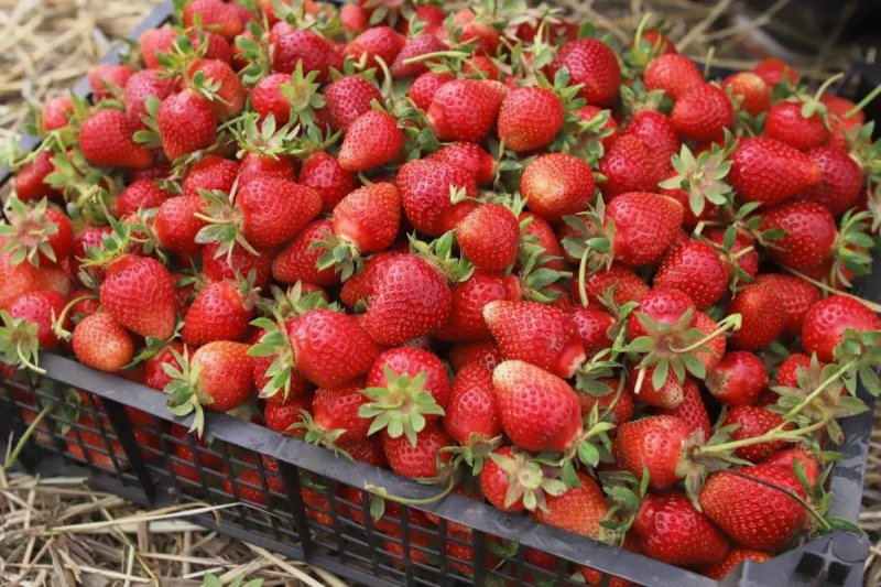 СТАВРОПОЛЬЕ. В Ставропольском крае получен рекордный урожай садовой ягоды