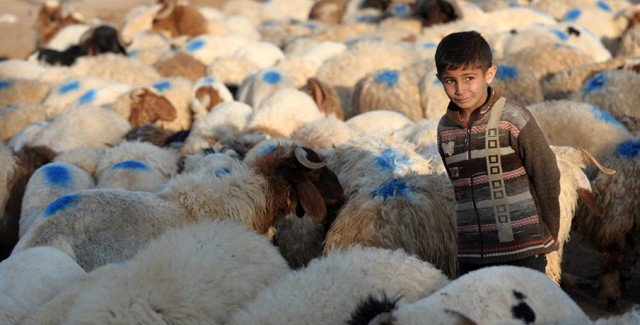 ЧЕЧНЯ. Фонд Кадырова к празднику Ид аль-Адха раздал мясо жертвенных животных семьям беженцев из Палестины