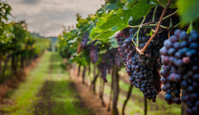 ЧЕЧНЯ. Общая площадь виноградных насаждений региона в текущем году составила 600 га