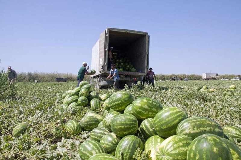 ДАГЕСТАН. В Дагестане жара не помешает вырастить на 20% больше дынь и арбузов, чем в прошлом году