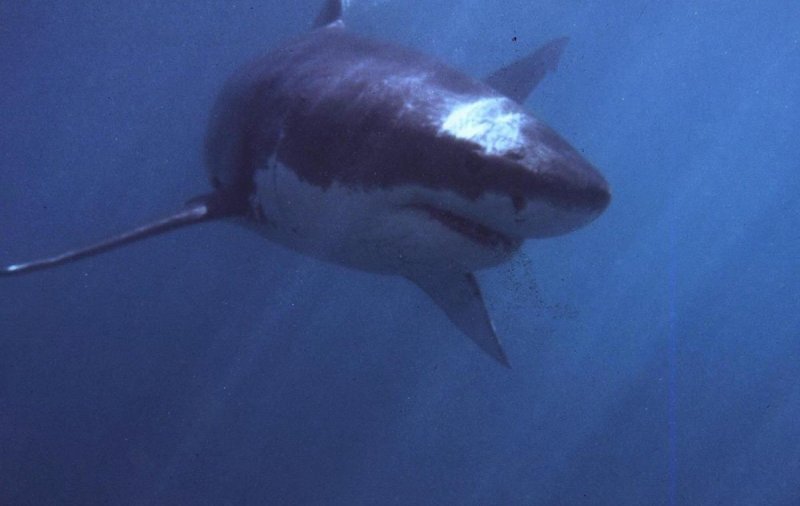 Ученые объяснили, почему акулы стали более агрессивным в отношении рыбацких лодок