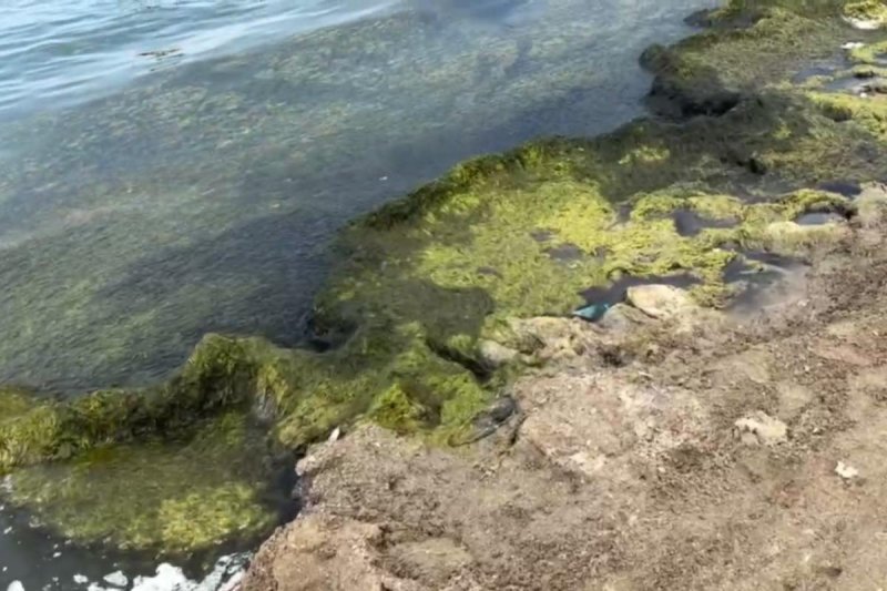 КРАСНОДАР. «Дышать невозможно»: почему жалуются туристы на пляже в Анапе