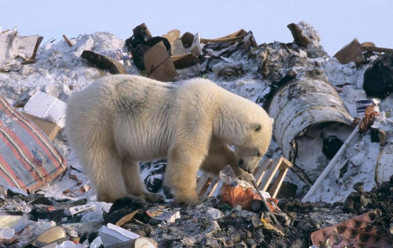 Научная экспедиция будет искать в Арктике бактерии, способные уничтожать пластик