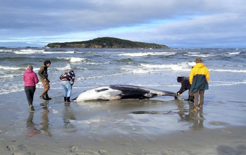 Тело редчайшего кита обнаружили на берегу Новой Зеландии