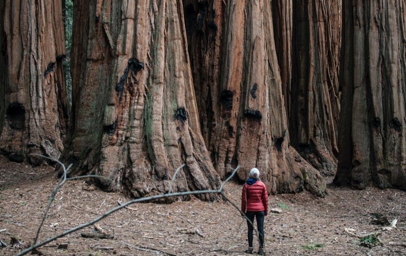 Ученые хотят покрыть Австралию доисторическими деревьями-гигантами