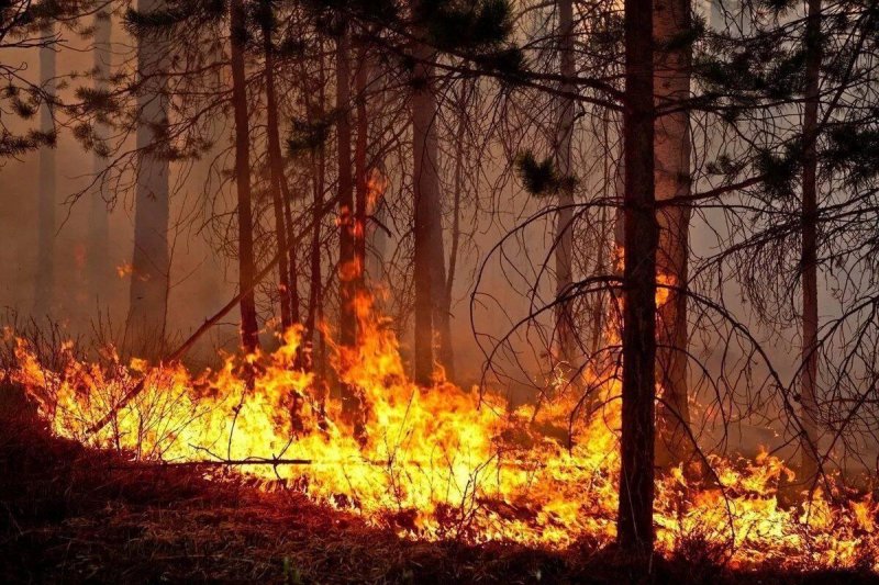ВОЛГОГРАД. Более 200 человек оштрафованы за нарушение противопожарных правил в Волгоградской области