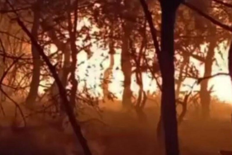 КРЫМ. Более четырех часов потратили на тушение лесного пожара возле Феодосии сотрудники МЧС