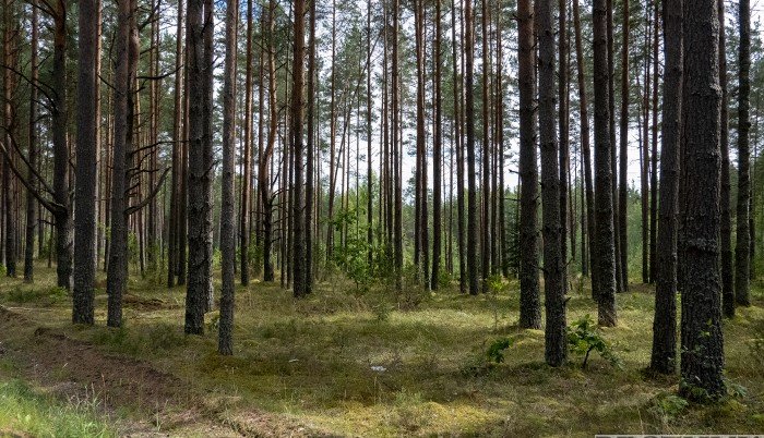 В парке Владикавказа разбили сосновую рощу