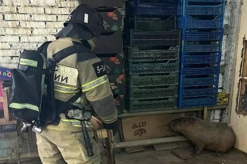 РОСТОВ. В ростовском зоопарке вспыхнул вольер с капибарами