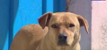 КРЫМ. После нападения бродяги-собаки на ребёнка в Крыму начали уголовное дело
