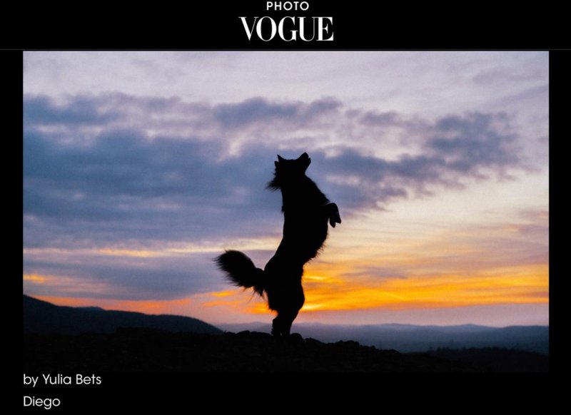Собака из приюта попала в VOGUE: как хаски по кличке Лорд покорил модный журнал