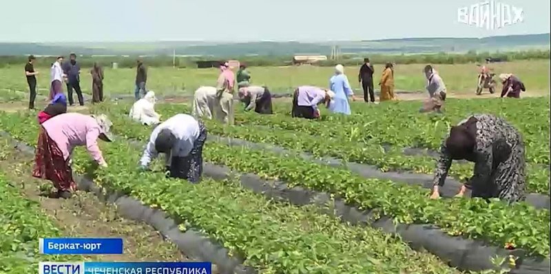 ЧЕЧНЯ. Чечня на клубничной волне: в Беркат-юрте стартовал сбор ягоды сортов Азия и Африка