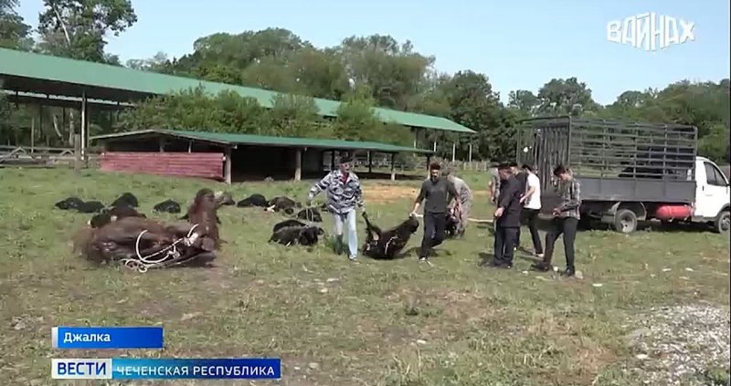 ЧЕЧНЯ. Чечня отпраздновала Ид аль-Адха: молитва, жертва и единство верующих