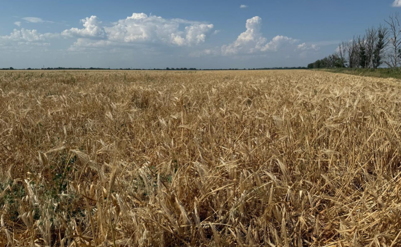 ДАГЕСТАН. Комбайны вышли на поля Дагестана для сбора нового урожая