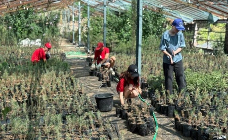 СЕВАСТОПОЛЬ. Севастопольские школьники высадили более 10 тысяч сосен и получили первую зарплату