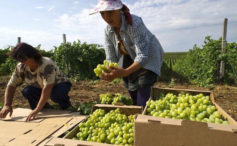 КРЫМ. Урожай винограда в Крыму в 2025 году снизится на 15-18% из-за заморозков