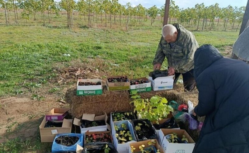 КАЛМЫКИЯ. Лес для будущего: Калмыкия делает ставку на биотехнологии и клонирование деревьев